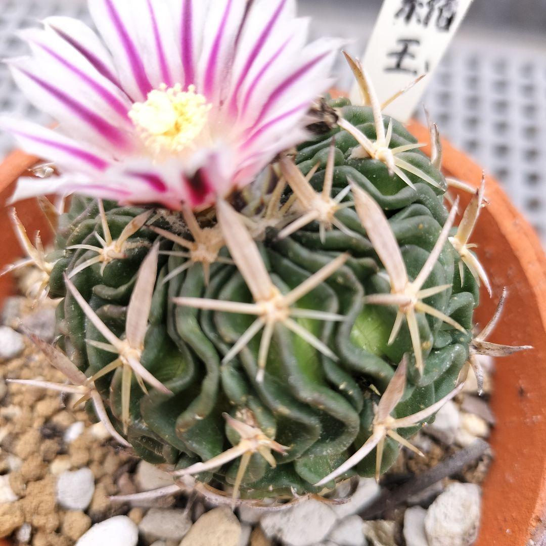 縮玉 エキノフォスロカクタス属 サボテン 花サボテン サボテン抜き苗