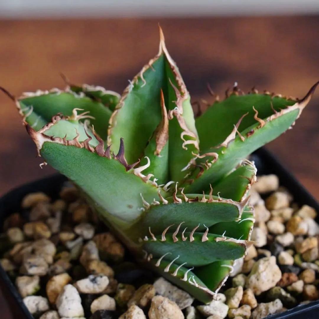 028】アガベ オテロイ 実生／抜き苗発送 - メルカリ