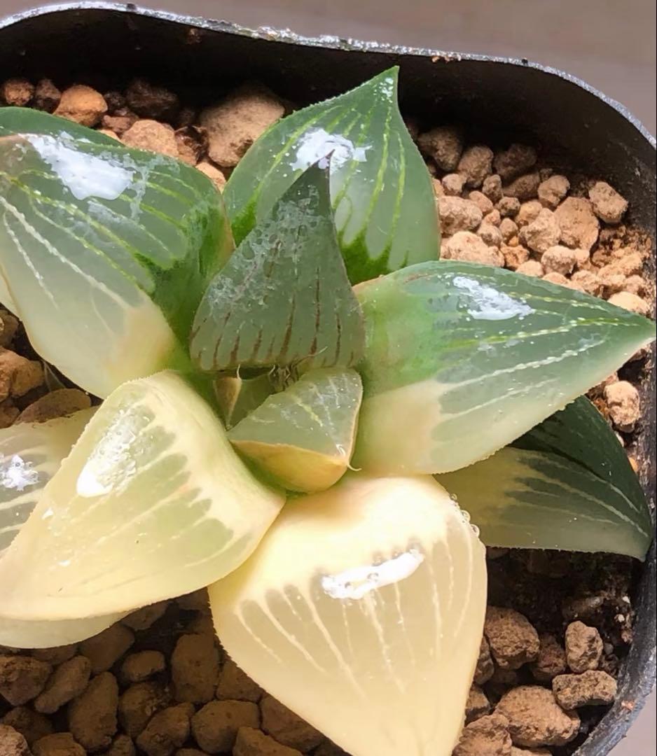 多肉植物 ハオルチア 西山寿錦 陰陽錦 - メルカリ