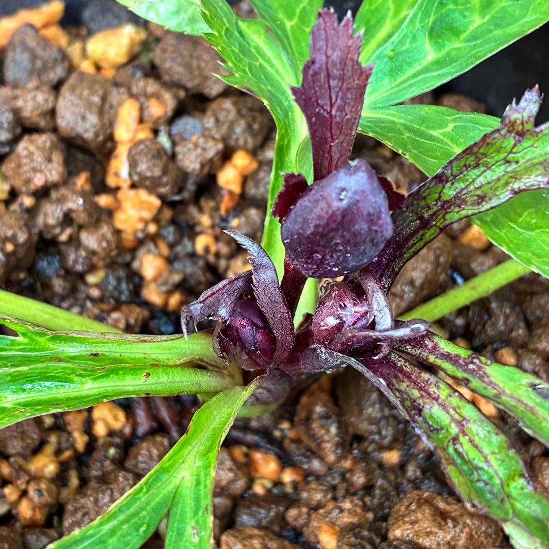 も*子様 ☘️ラスト2☘️蕾付き3341⭐️超小輪⭐️MIX顔【クレオパトラ＋彗