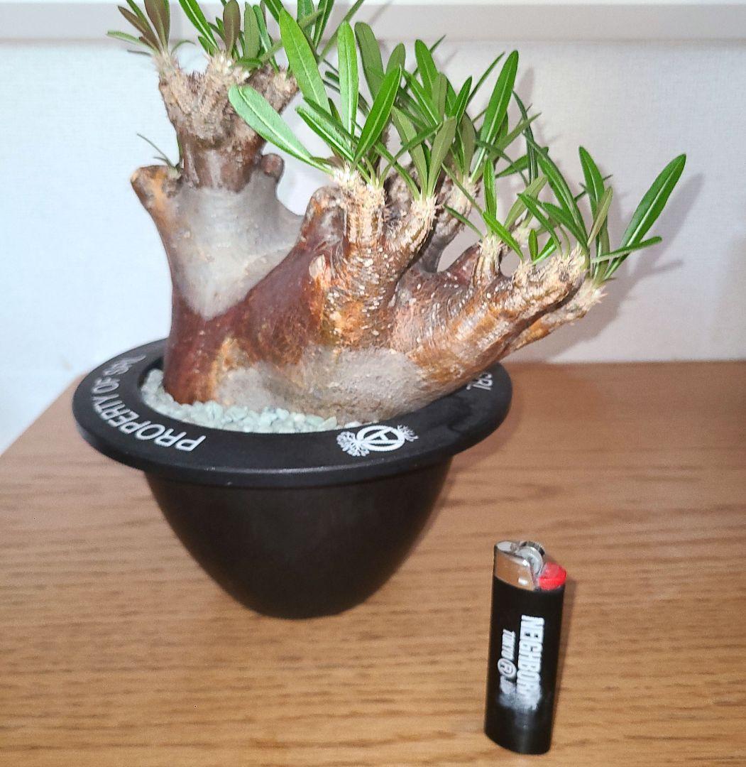 NEIGHBORHOOD　SRL　パキポディウム　イノピツナム 園芸ネット本店｜パキポディウム イノピナツム 3号22-01 の通販【公式】