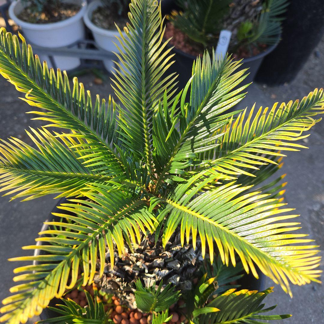 ⑳　金環ソテツ　8号　変わり葉　最高等級極上希少　不定芽沢山　期間限定セール‼️