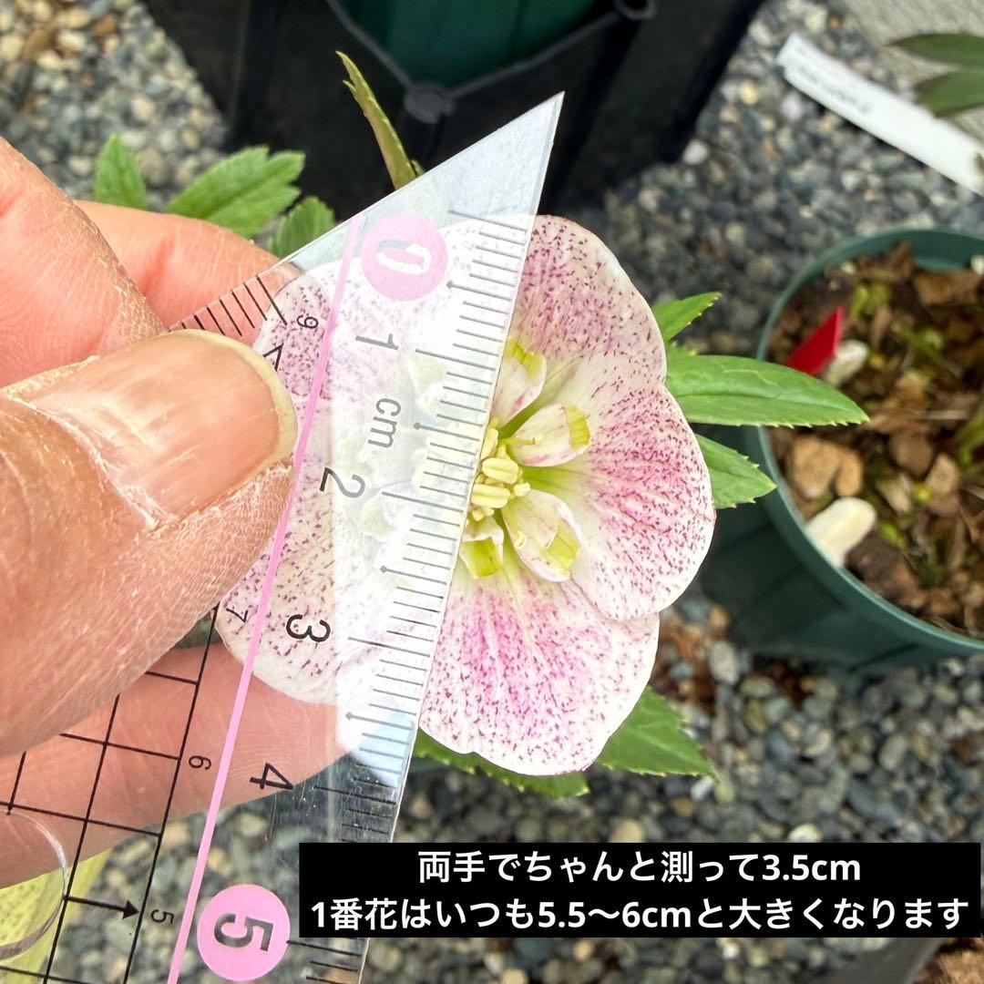 発送お任せ❣️□大和園□フレックルキスお好きな方 クリスマスローズ