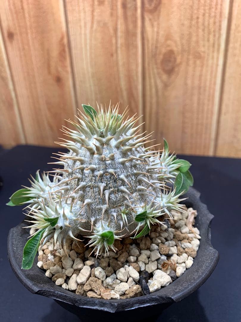 パキポディウム2株 デンシフローラム現地球 エブレネウム 実生 - メルカリ