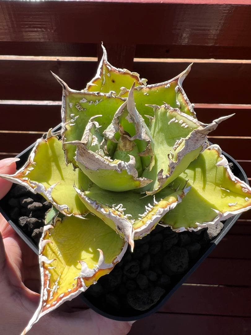 美株 ☆アガベ ☆パリートランカータ 実生株大株 灰青葉×赤棘