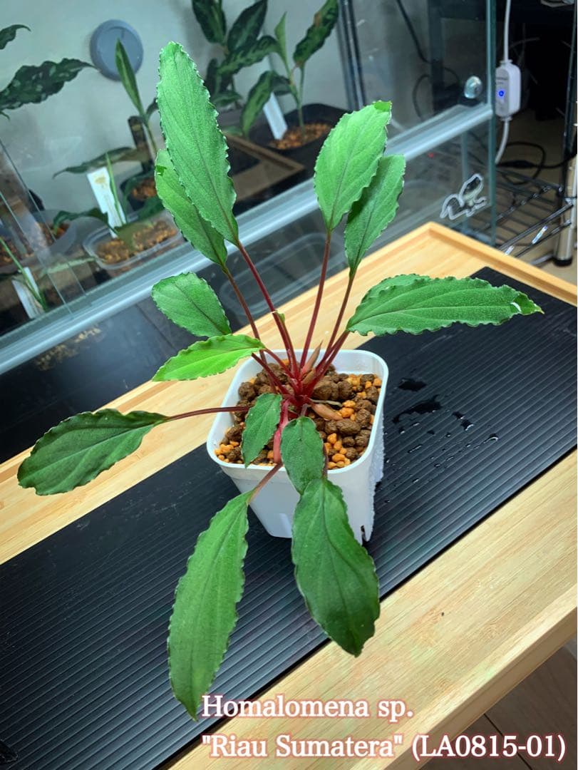 Homalomena sp. Riau Sumatera 【LA0815-01】 - メルカリ