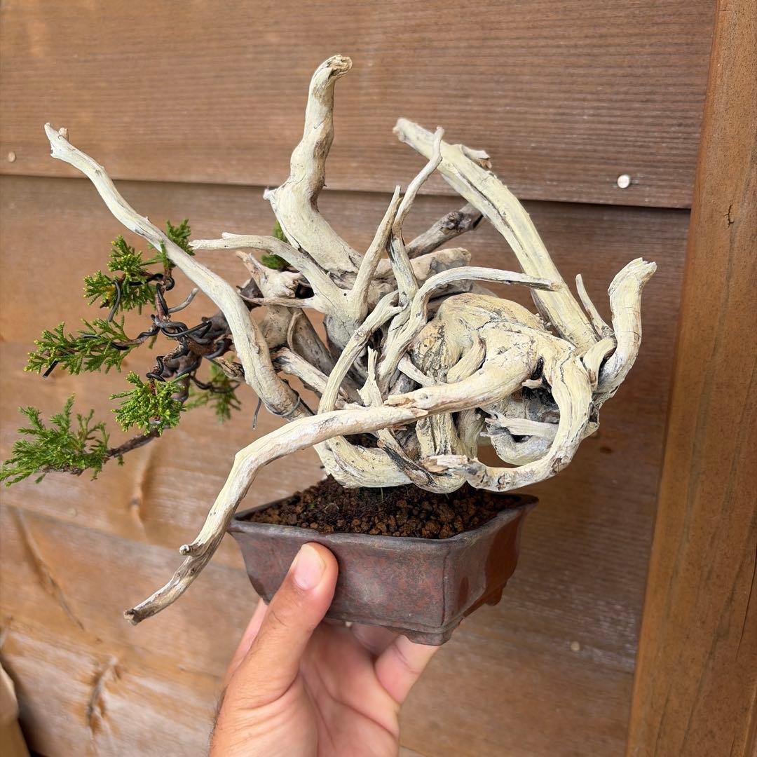 糸魚川真柏創作盆栽です たぬき盆栽 小品盆栽 - メルカリ