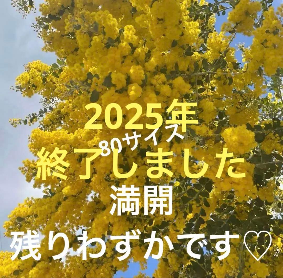 ミモザパールアカシア　80サイズ 本日限定】本日発送 パールアカシア ミモザ 80サイズ - メルカリ