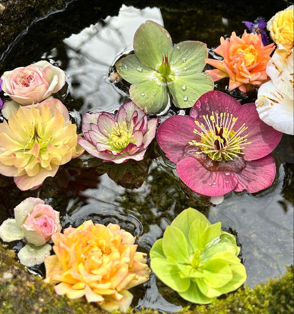 新春価格‼️クリスマスローズの苗、3苗セット ゆうパケットミニ便発送