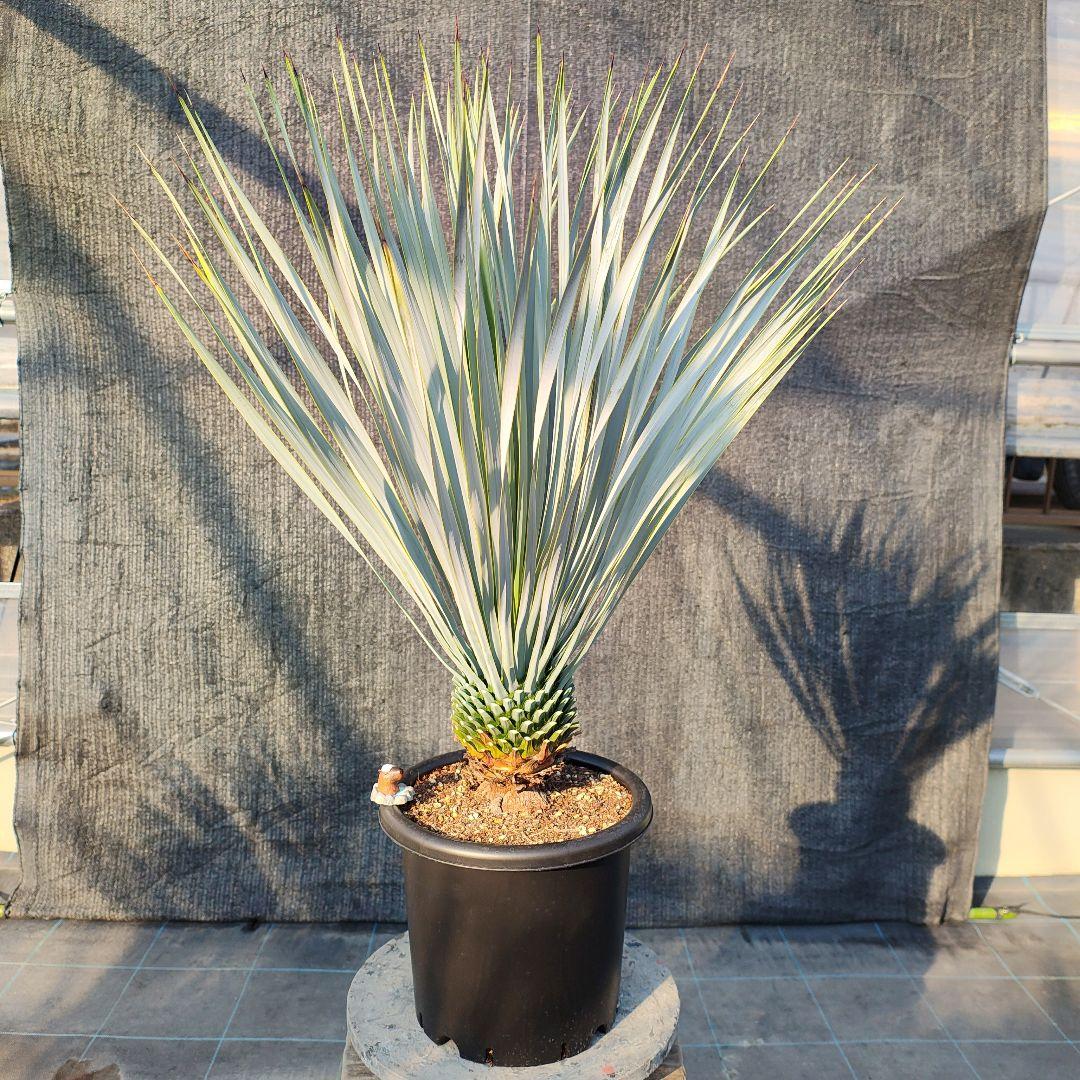 現地球TC】4 オアハカ オテロイ ドワーフコンパクト TC アガベ チタノタ