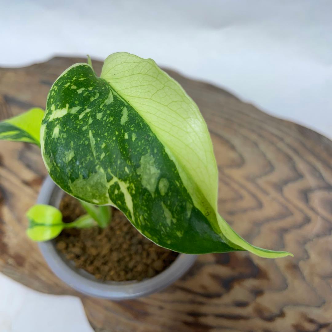 Q120 品種保証 【希少】モンステラ・エレクトロライト 美株 斑入り