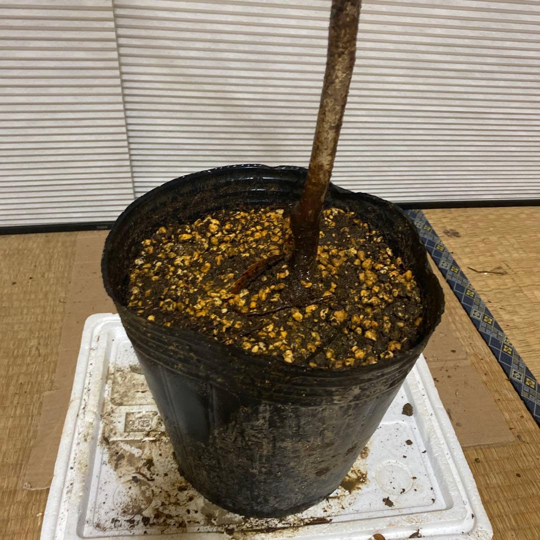 山採り クロモジ 黒文字 クロモジ苗木 No1 - メルカリ