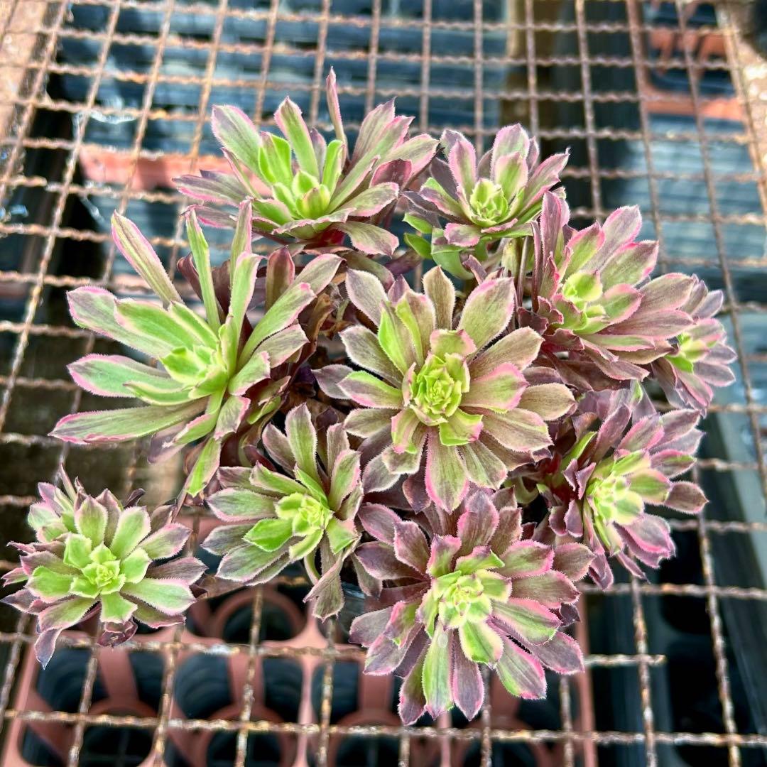 アエオニウム ピンクディジー 極上花顔株‼️抜き苗 多肉植物 - メルカリ