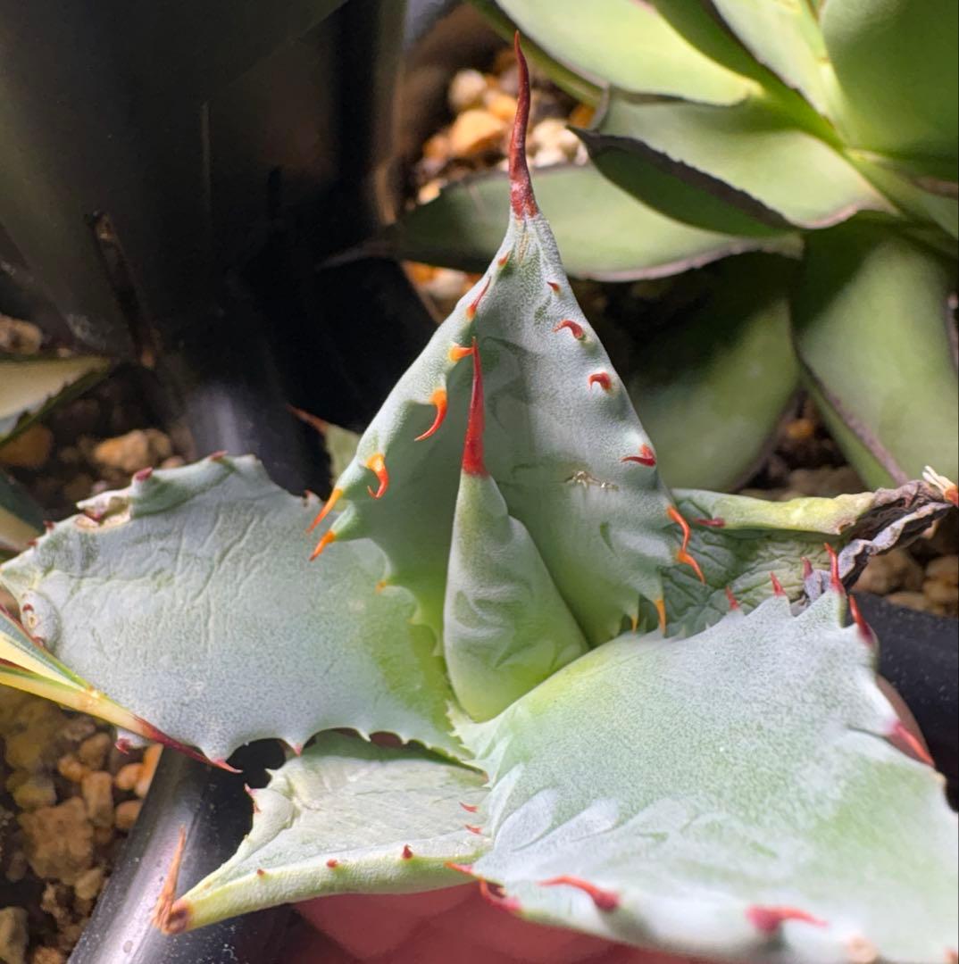 アガベ パライシ パラサナ×イシスメンシス ハイブリッド 抜き苗 - メルカリ