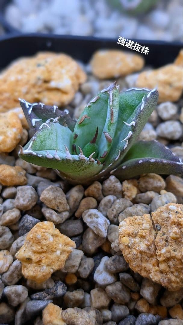 選抜株アガベ　オテロイ　実生選抜 選抜株】アガベ・オテロイ 特選株 ぷっくりタイプ 2号 | | アガベ実生