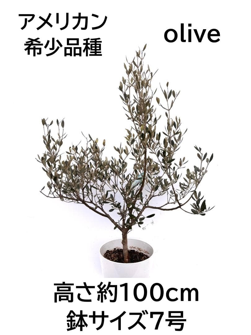 オリーブの木　アメリカン　7号　約100cm　K-295　希少品種　現品掲載 NEWアメリカン（オリーブの木）｜XSサイズ｜NO.10812｜約100cm｜希少