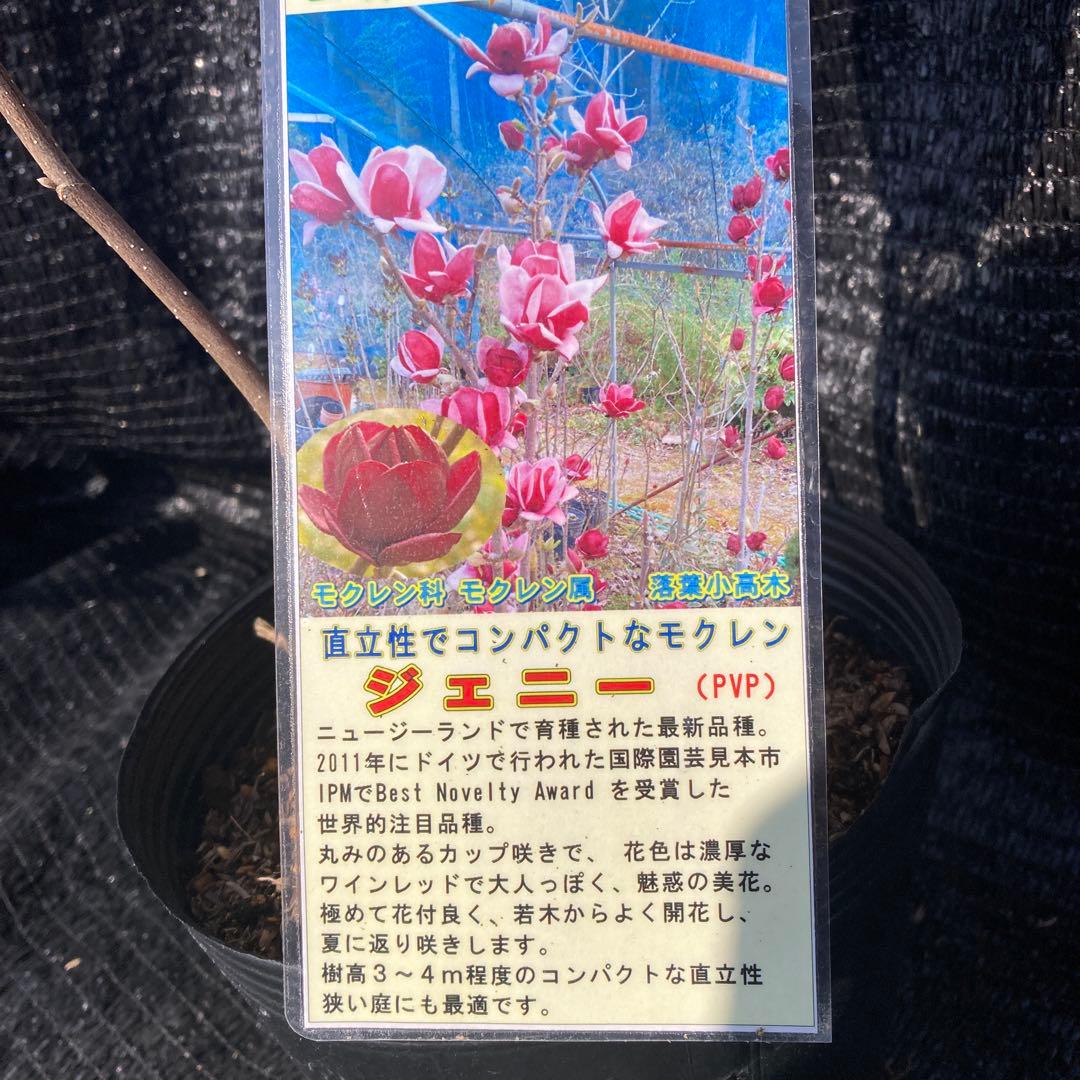 ①*:ஐ矮性で鉢栽培も可能‼︎魅力的な花色‼︎*:ஐモクレン・苗木