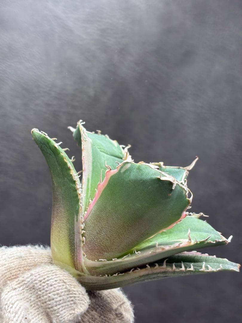 カベ チタノタ「白鯨錦」覆輪斑入り 珍しいカラー 鮮やかなピン - メルカリ