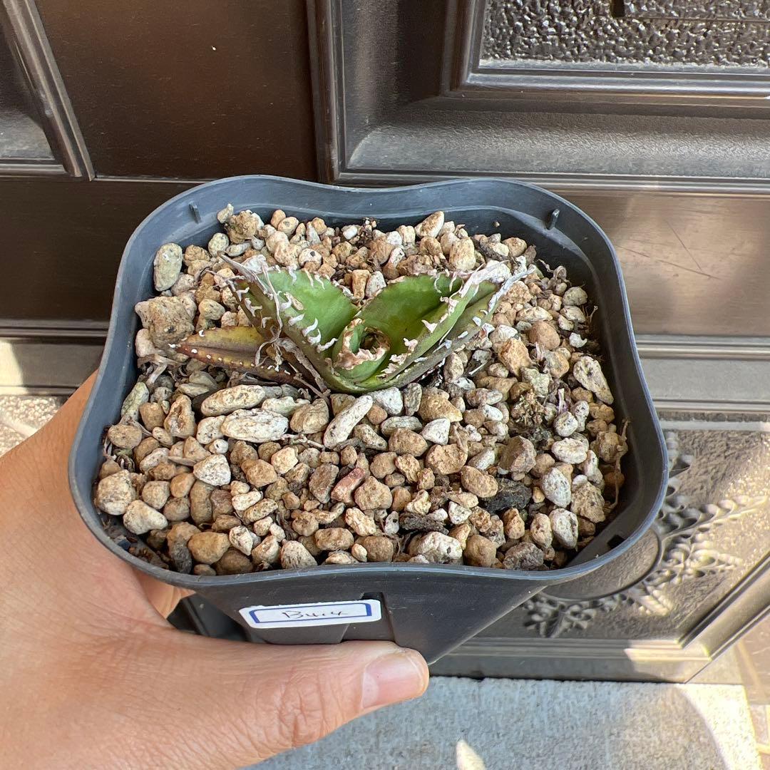 セールSALE‼️アガベチタノタ白幽霊‼️6898-3300 - メルカリ