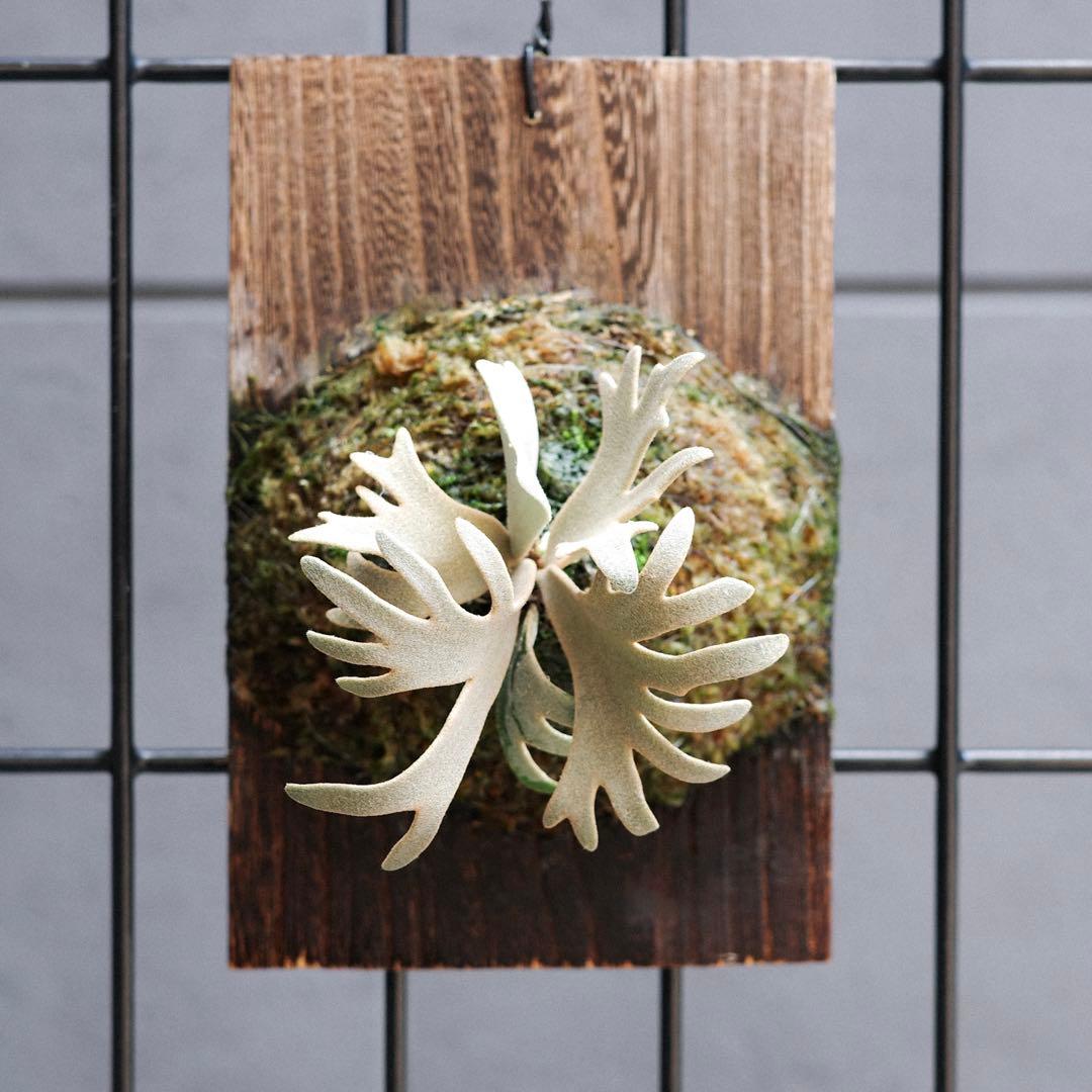 P.Jenny #1 OC ジェニー ビカクシダ 子株 - メルカリ