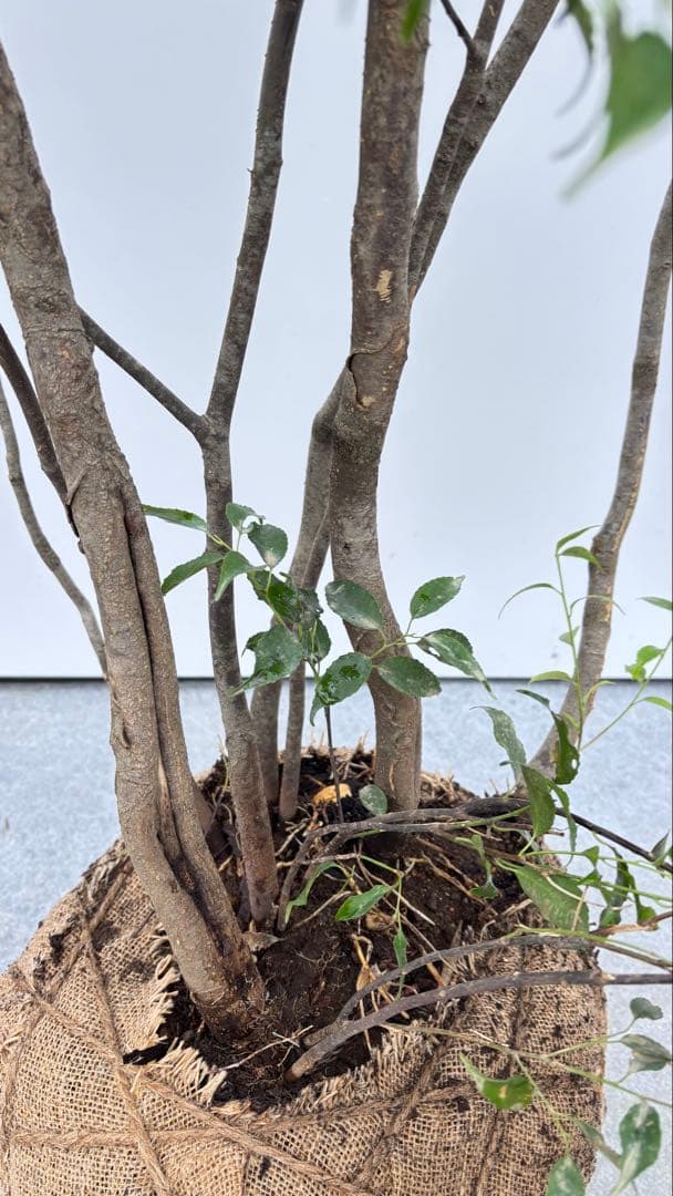 美しい樹形が魅力的 山採り ハイノキ 株立 703 樹高1.7m位