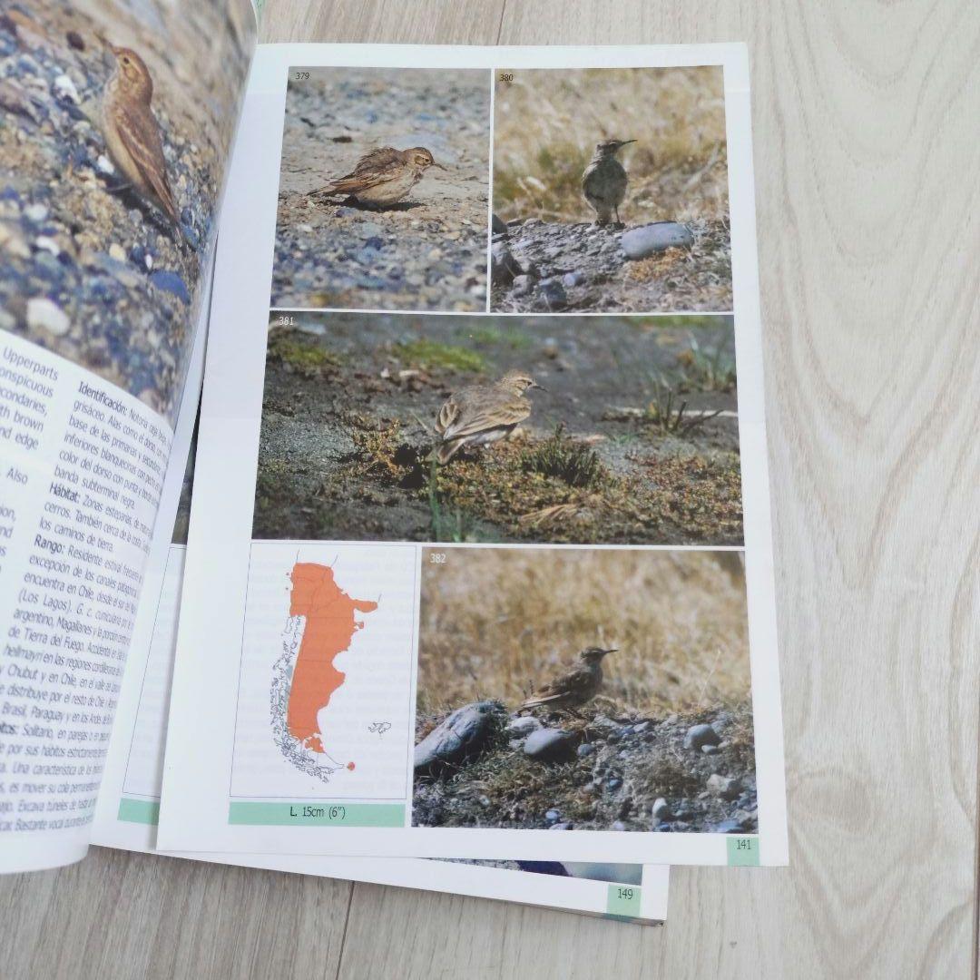 パタゴニア ティエラ・デル・フエゴ 南極半島の鳥 鳥類の写真ガイド