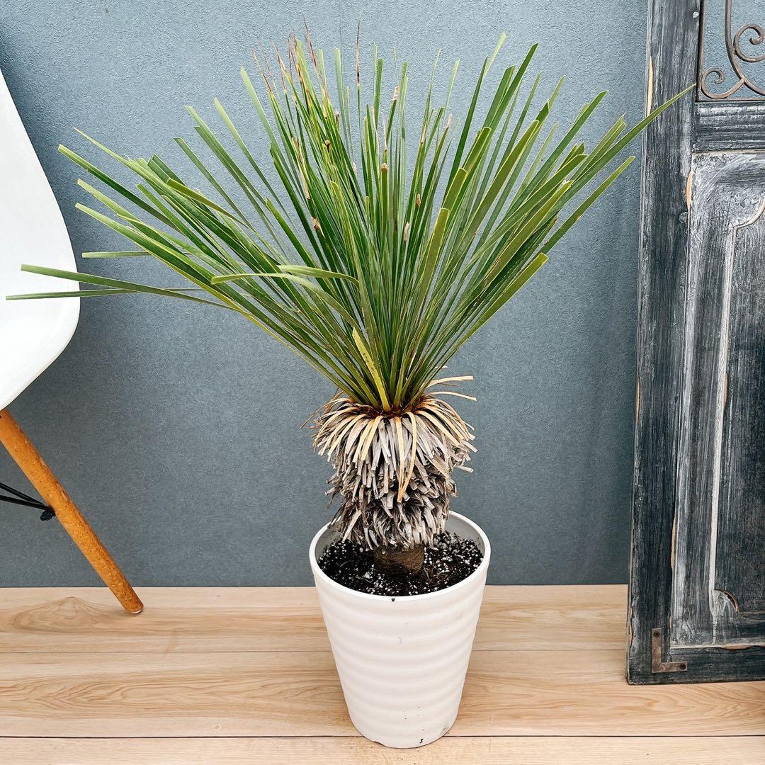 現品］【希少】4番 ユッカ ロストラータ 8号 観葉植物 大型 レア 地