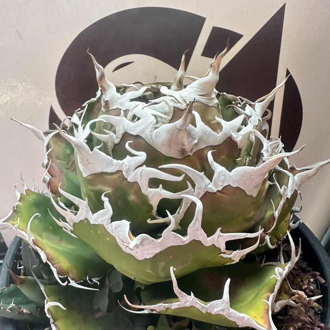 617【上澳園芸】 アガベ チタノタ shangao-002 魔龍 良質子株 - メルカリ