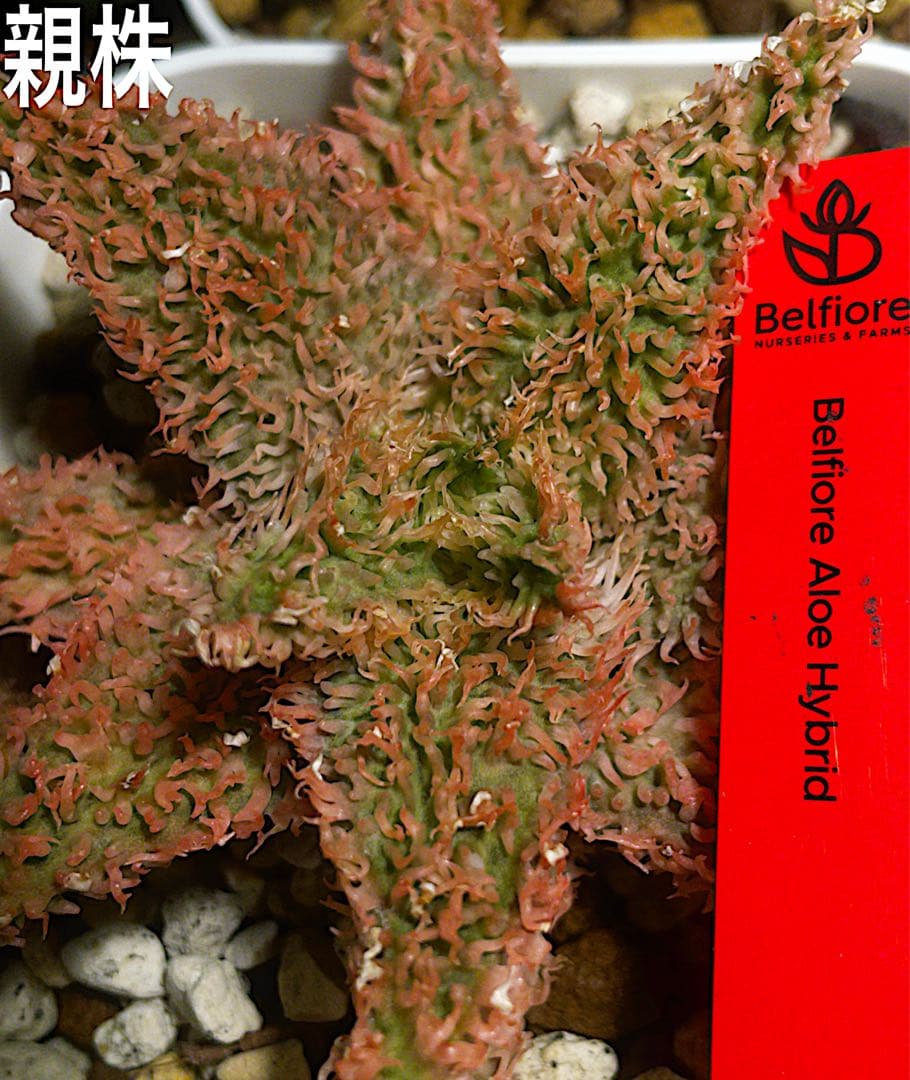 極上　belfiore succulent赤タグ　アロエハイブリッド子株　速達 極上 belfiore succulent赤タグ アロエハイブリッド子株 速達