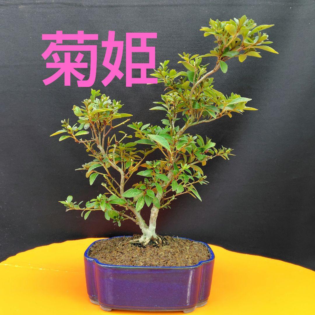 さつき盆栽【菊姫】 - メルカリ