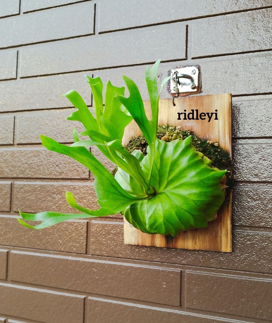 しゅうさん専用‼️ドラゴンフルーツ（コンドル苗）10本