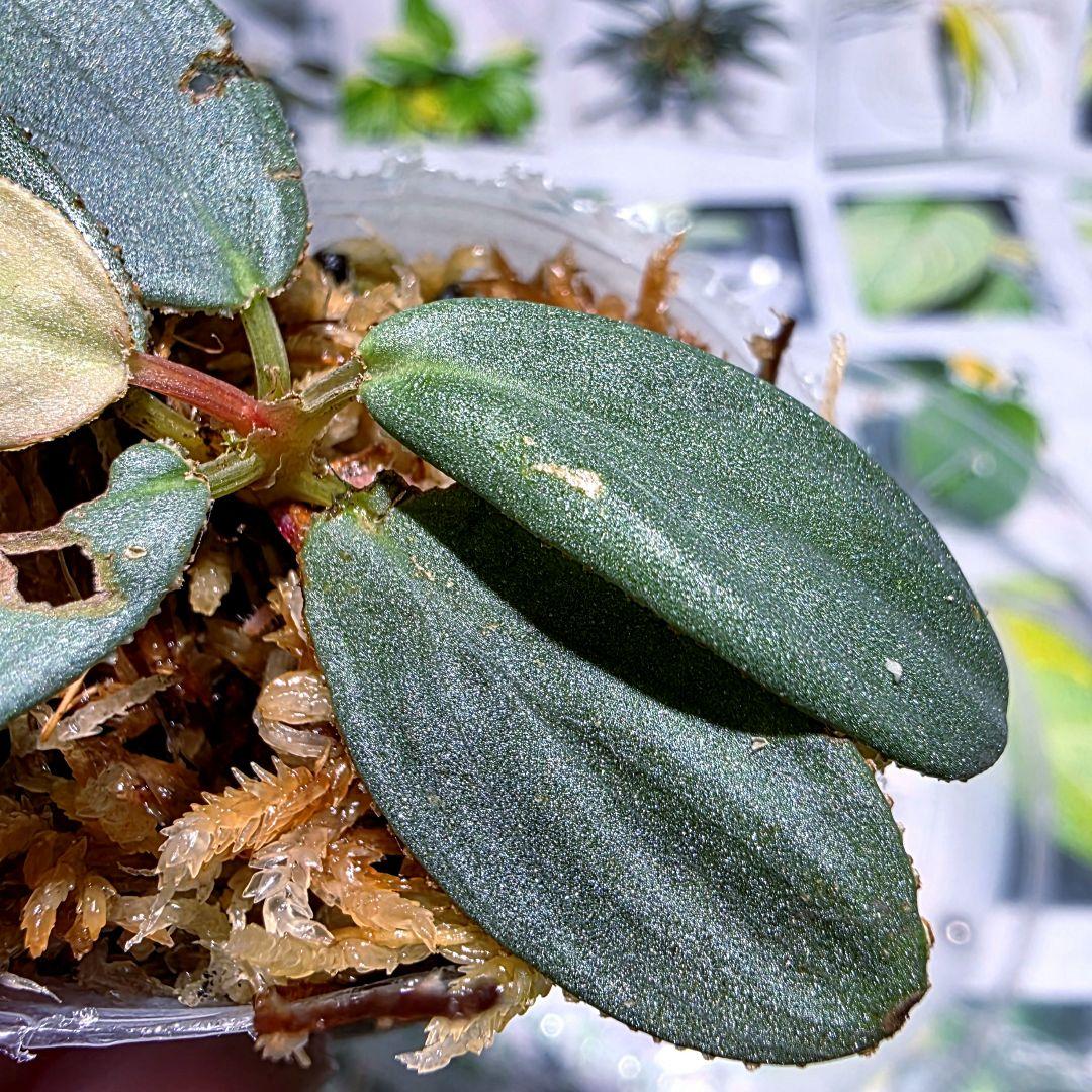 熱帯植物 ホマロメナsp.タパヌリ スマトラ ウタラ 銀平襞 - メルカリ