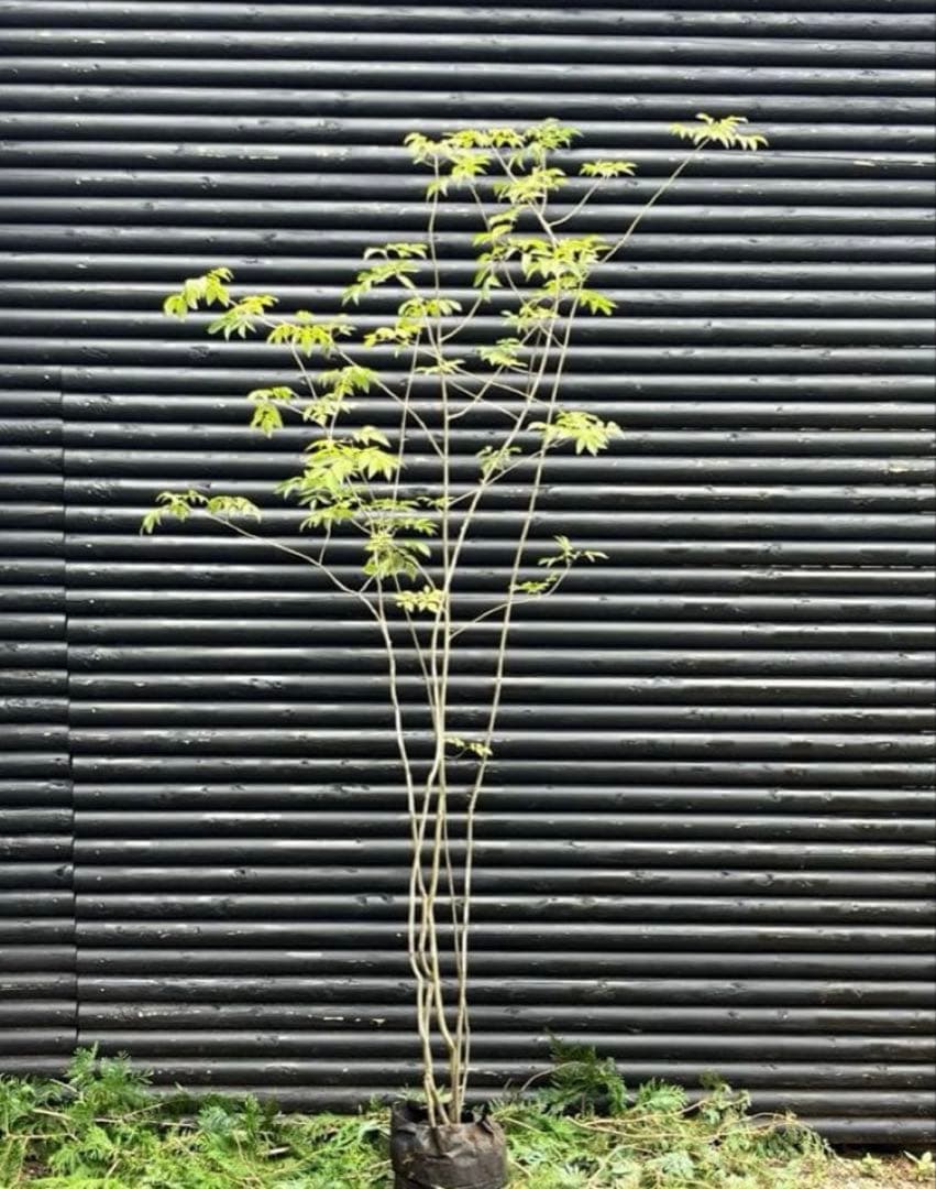 専用　山採り天然　アオダモ　５本株立ち 楽天市場】【現品】山採り【アオダモ】株立ち 自然風樹形