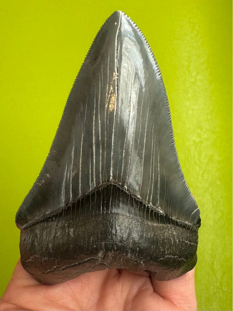 L*9様 【博物館級】宝石のような『メガロドン』の歯の化石 メガロドンの化石 歯の大きさが尋常ではない😲 #大洗水族館