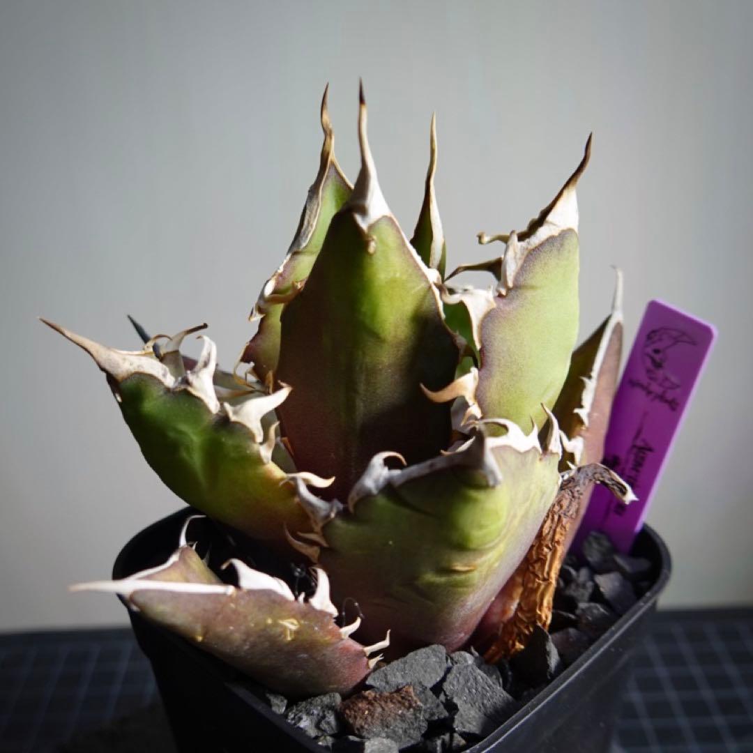 2242 【鉢のまま発送】 アガベ チタノタ 雪峰 - メルカリ