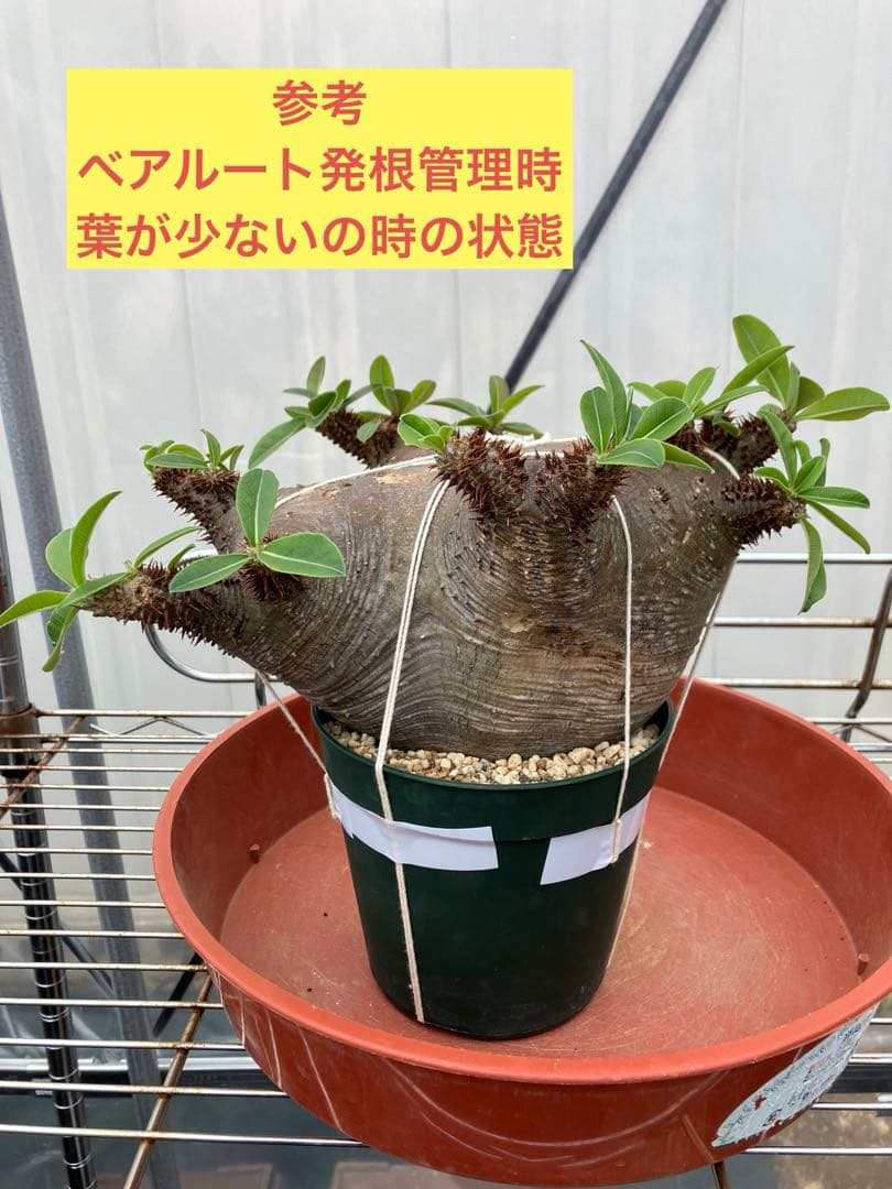 パキポディウム ・マカイエンセ 現地球 扁平 赤肌 プラ鉢 検）黒王丸