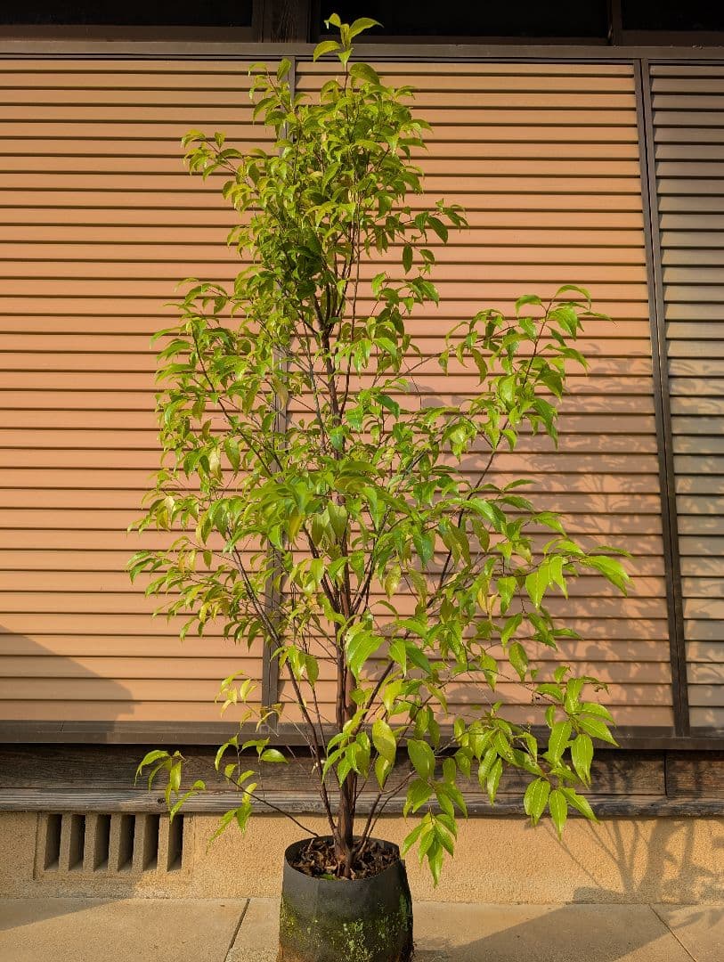 常緑エゴノキ（トキワエゴノキ）株立 約1.4m - メルカリ