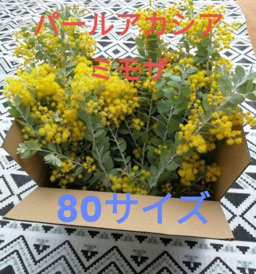 ミモザ パールアカシア フレッシュ 80サイズ (保水あり) - メルカリ
