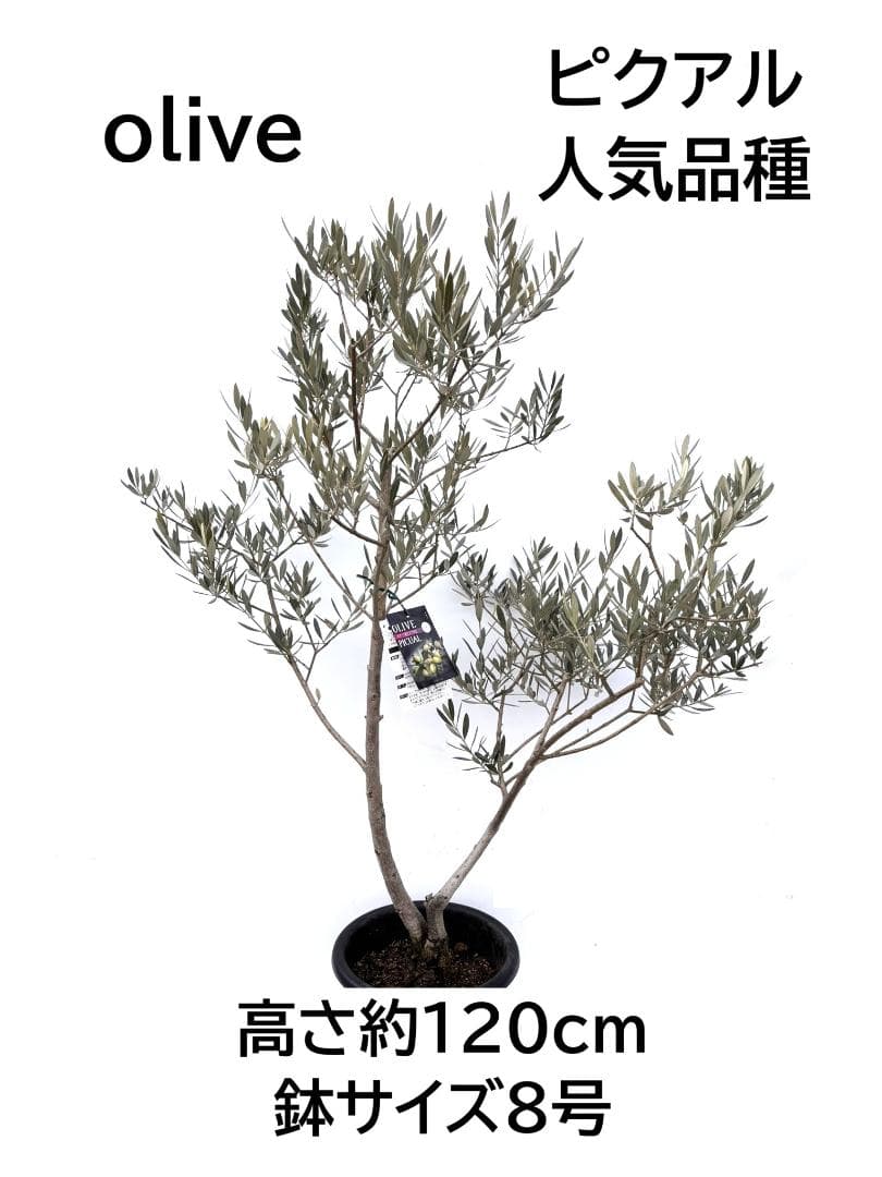 オリーブの木 ピクアル 8号 約120cm K-350 人気品種 現品掲載 - メルカリ