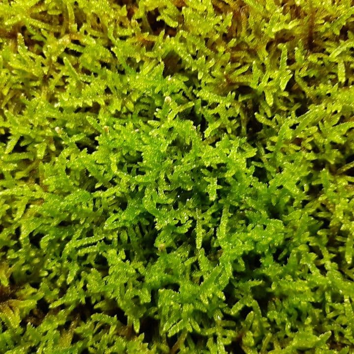 ☆継足し品☆5個セット◎ハイ苔5年物◎造園苔玉☆厚2〜3/長47幅32