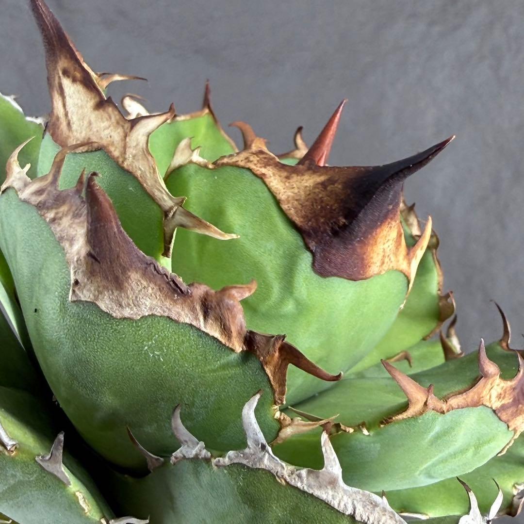 アガベ チタノタ“極上OC白犀牛”】極上バンド幅/写真株出品/H17 - メルカリ