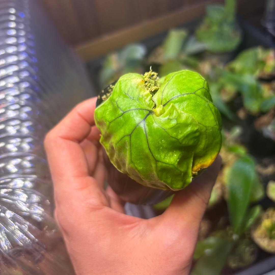 マダガスカリエンセ 胞子培養 ビカクシダ - メルカリ