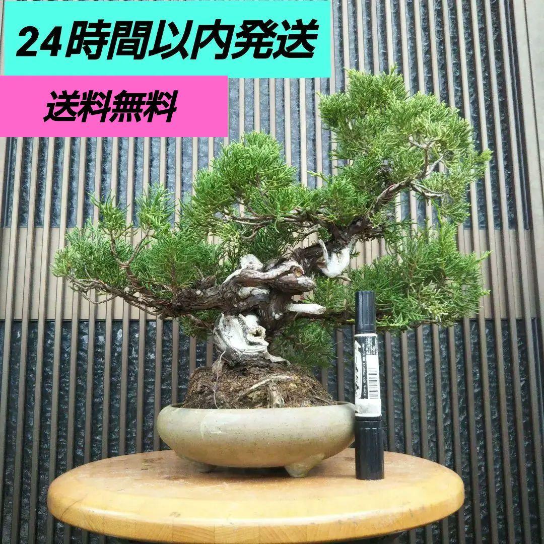 真柏盆栽 糸魚川真柏 中品 盆栽 鉢ごと発送 ボンサイ インテリア