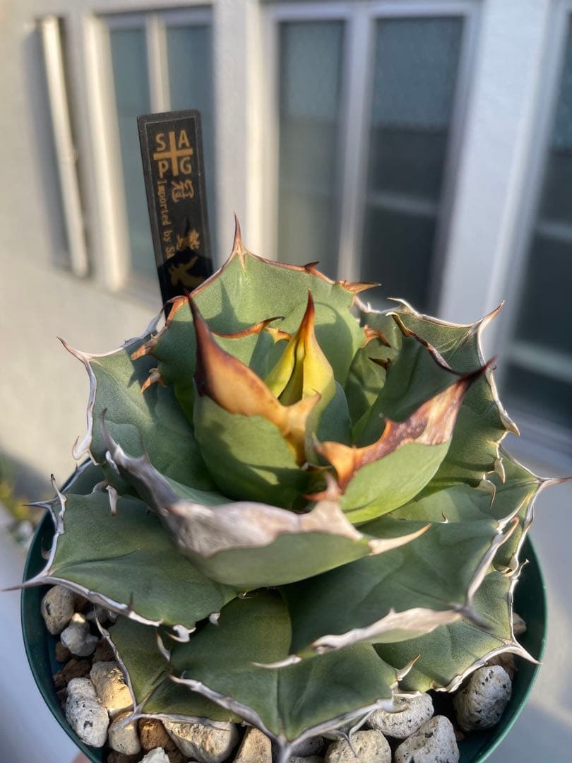 アガベ チタノタ イーグルクラウン 冠鷲 - メルカリ