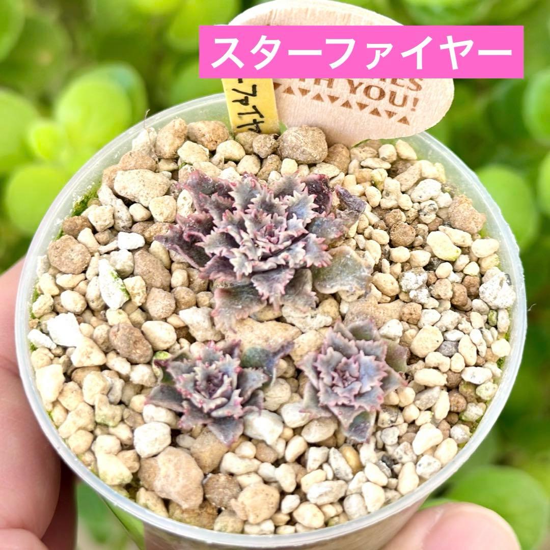 【サービス@1280〜】スターファイヤー（1苗） ユアサプライムス.com｜LALPHA ラルファ 焚火台ジョイントパーツセット