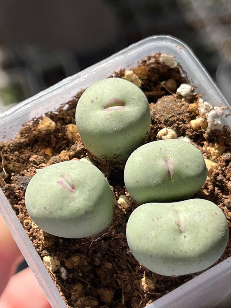 コノフィツム pageae 群生株 大きめ コノフィツム pageae 群生株 多肉