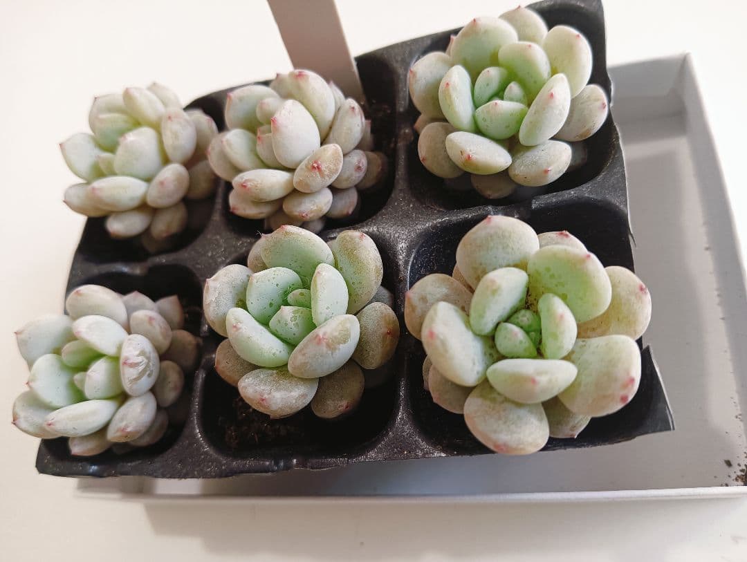 No.25多肉植物スターオレンジ6苗根付きセット - メルカリ