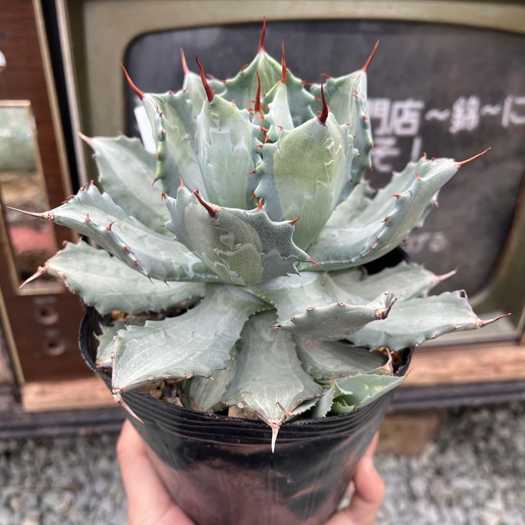 アガベポタトラム斑入り子株付き抜き苗発送 - メルカリ