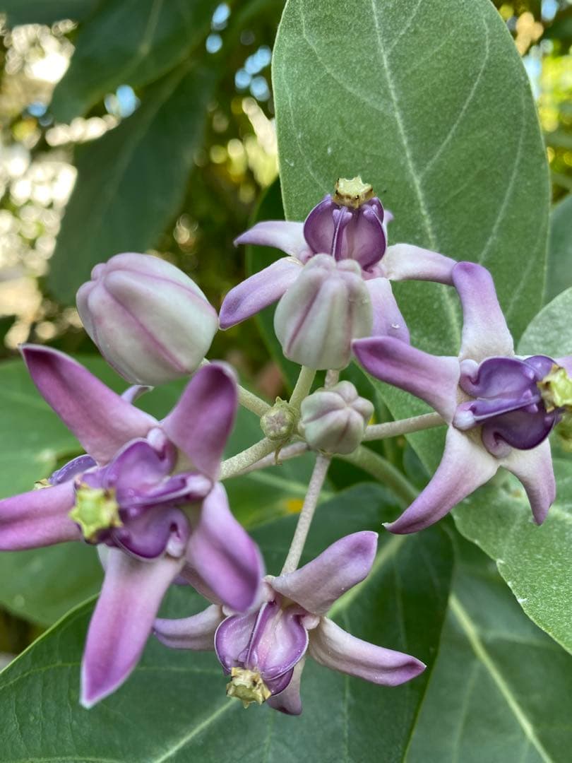 クラウンフラワー苗 - メルカリ