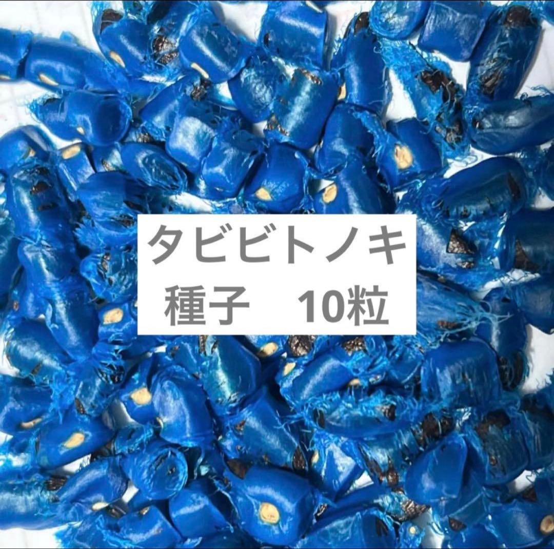 タビビトノキ 種 10粒 - メルカリ